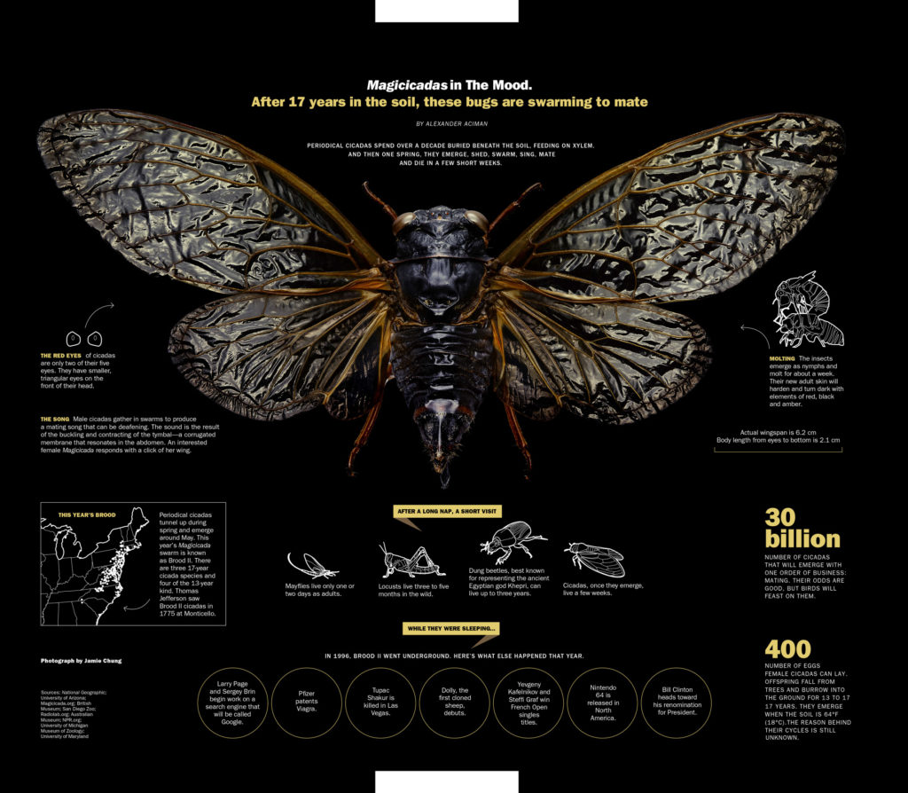 Cicada.Final
